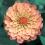 Picture of SCRUMPTUOUS