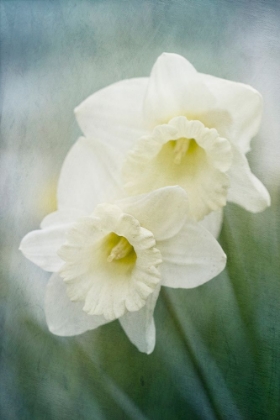 Picture of WHITE DAFFODILS