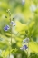 Picture of MEADOW
