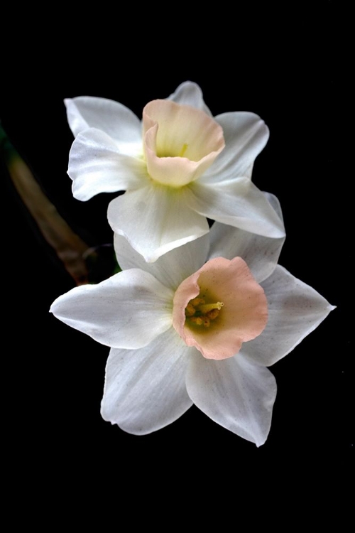 Picture of PINK NARCISSUS