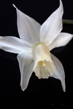 Picture of WHITE JONQUIL