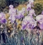 Picture of IRIS GARDEN