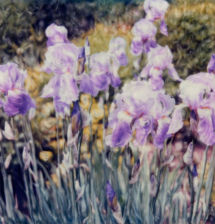 Picture of IRIS GARDEN