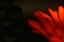 Picture of FLAME