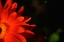 Picture of RED SUN