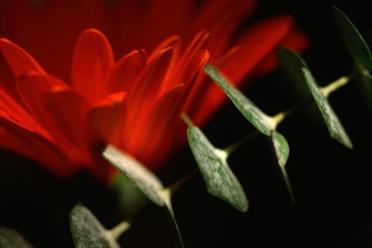 Picture of RED DAISY