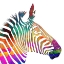 Picture of RAINBOW ZEBRA