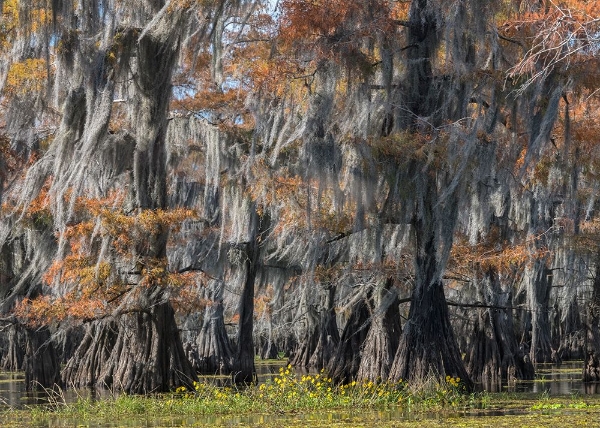 Picture of BAYOU FLOWERS