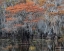 Picture of AUTUMN ORANGE