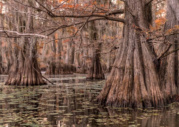 Picture of ON THE BAYOU I