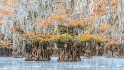 Picture of BAYOU COLORS
