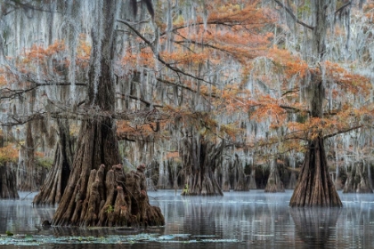 Picture of SPANISH MOSS I