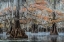 Picture of SPANISH MOSS I