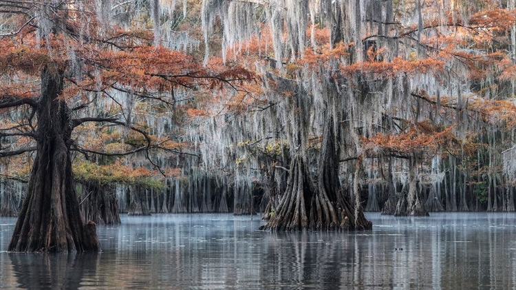 Picture of SPANISH MOSS II