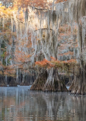 Picture of BAYOU BLUES