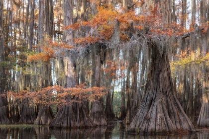 Picture of BIG CYPRESS