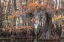 Picture of BIG CYPRESS