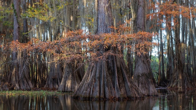 Picture of ON THE BAYOU II