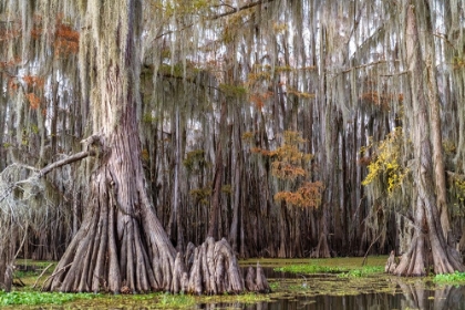 Picture of ON THE BAYOU III