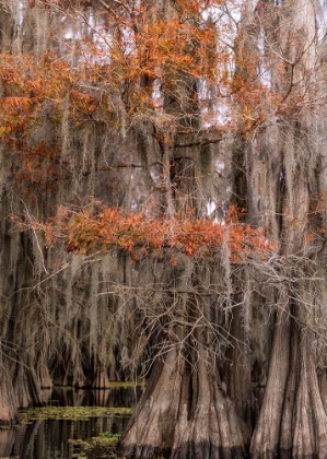 Picture of ON THE BAYOU IV