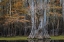 Picture of CYPRESS TRAIL