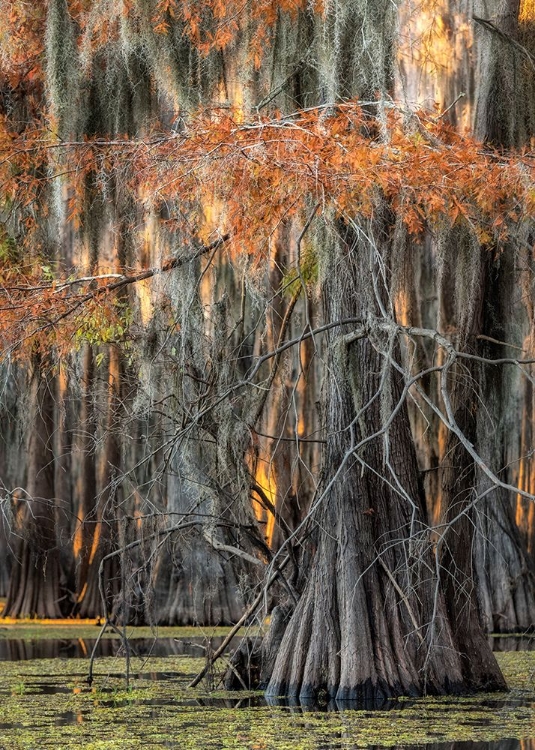 Picture of ON THE BAYOU V