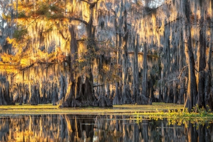 Picture of BAYOU DAWNING
