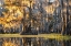 Picture of BAYOU DAWNING