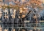 Picture of BAYOU MORNING