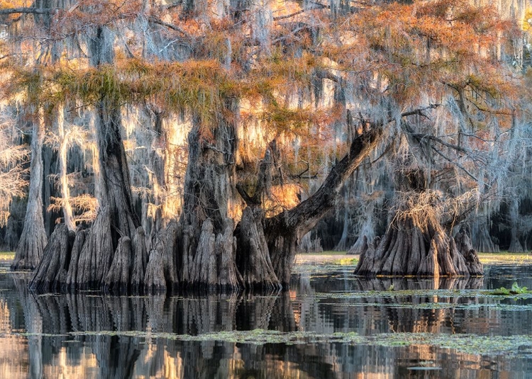 Picture of BAYOU MORNING