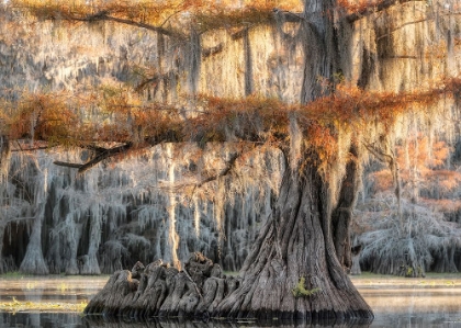 Picture of CYPRESS MAGIC