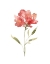 Picture of BOTANICAL BEAUTY II
