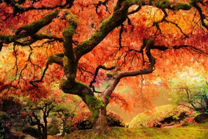 Picture of AUTUMN SYMPHONY