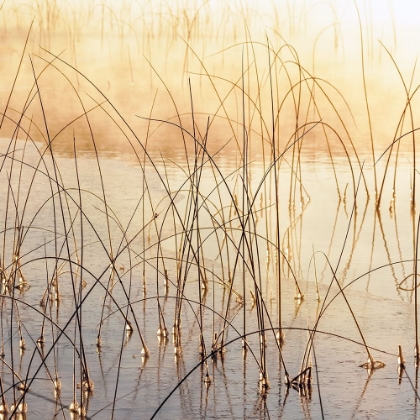 Picture of MISTY REEDS