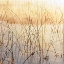Picture of MISTY REEDS