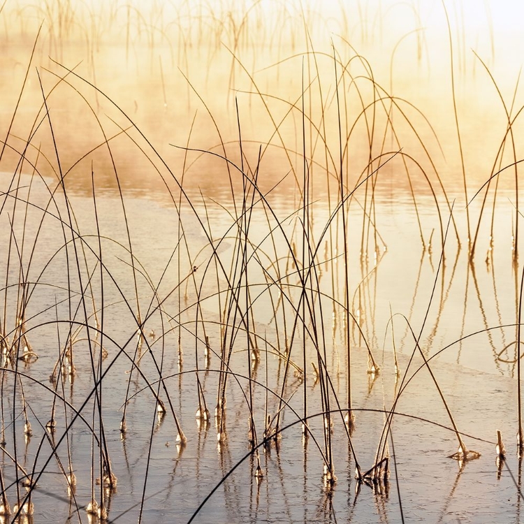 Picture of MISTY REEDS