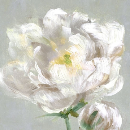 Picture of PEONY DETAIL II