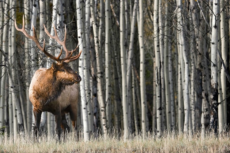 Picture of ROCKY MOUNTAIN MOMENT