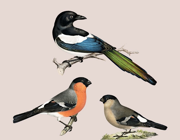 Picture of BIRDS