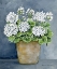 Picture of POTTED GERANIUMS