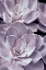 Picture of VIOLET SUCCULENTS 