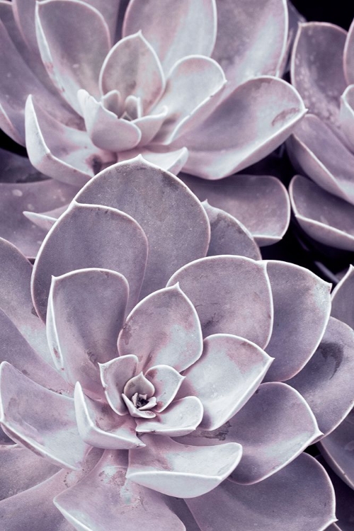 Picture of VIOLET SUCCULENTS 