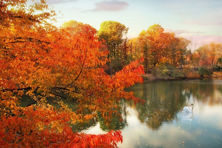 Picture of AUTUMN SPLENDOR