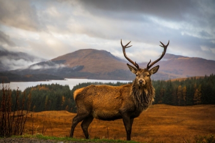 Picture of SCOTTISH STAG 