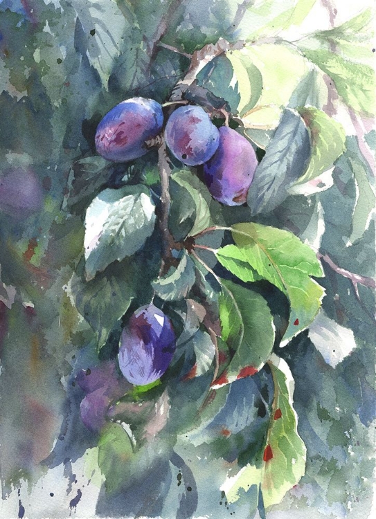 Picture of PLUMS