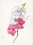 Picture of ORCHIDS