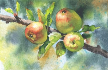 Picture of APPLES ON A BRANCH