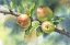 Picture of APPLES ON A BRANCH
