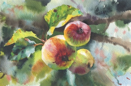 Picture of APPLES ON A BRANCH