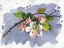 Picture of CHERRY BRANCH